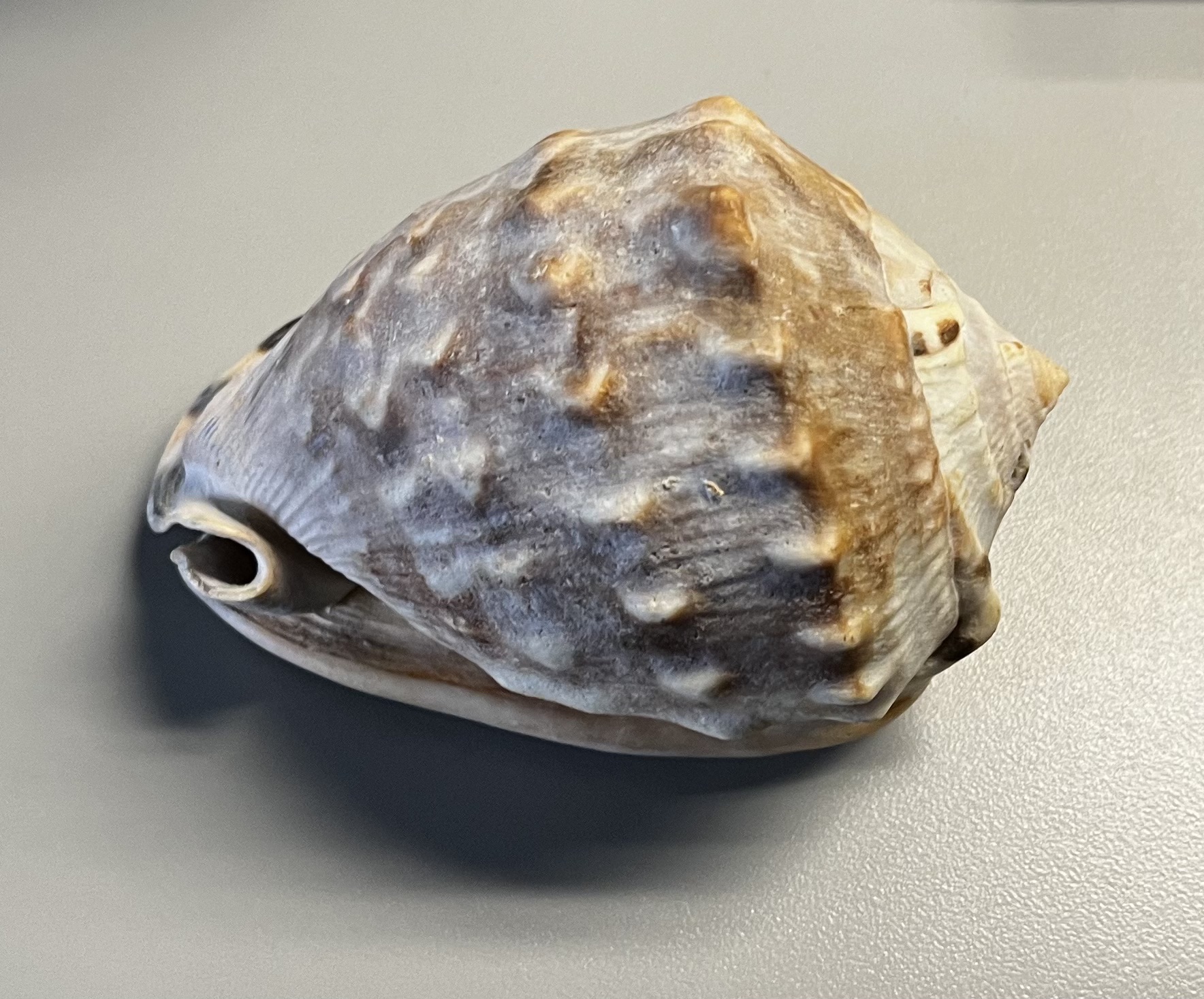 This object is made of calcium carbonate, thr mineral that make up shells. 
      <br>Color: Creamy white base with brown motting. 
      <br>Surface Texture: Rough exterior, smoother interior.
      <br>Material Plasticity: Rigid, no plasticity. 
      <br>Material State: Raw, Natually occurring shell.
      <br>Material Use: Decorations, accessories, ancient tools.